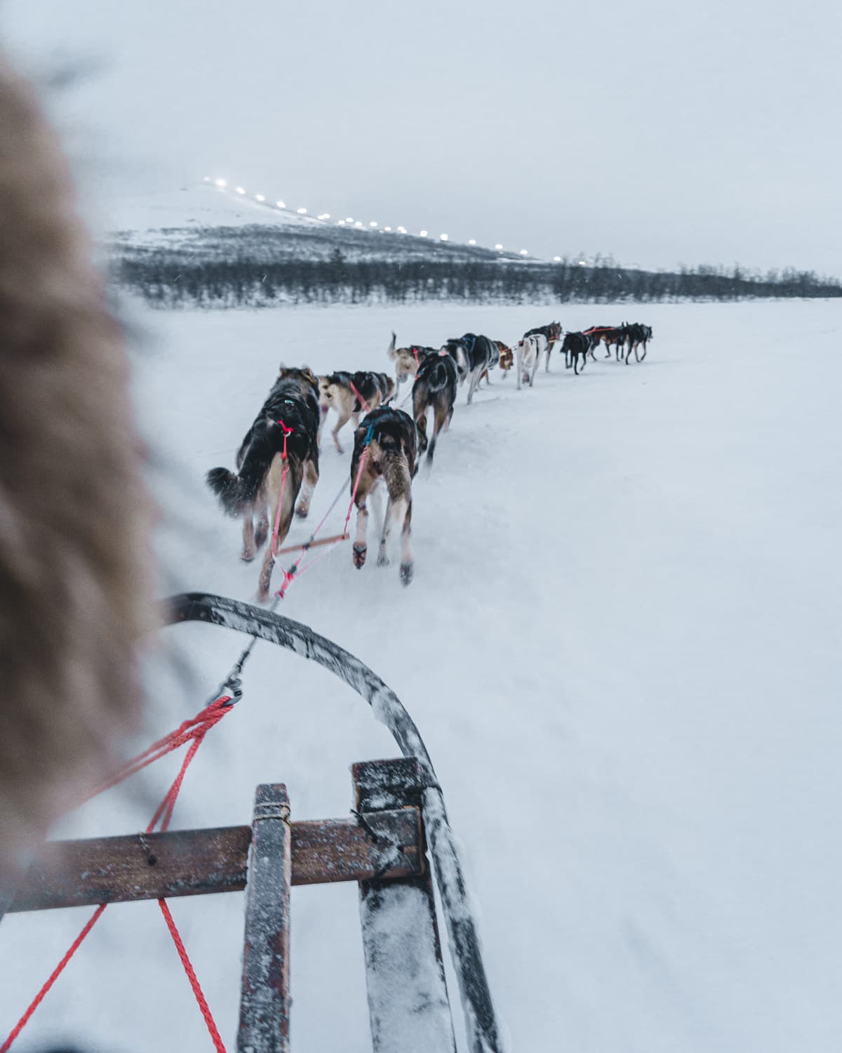 Dog Sledges Kiruna Sweden — Javier Delabat