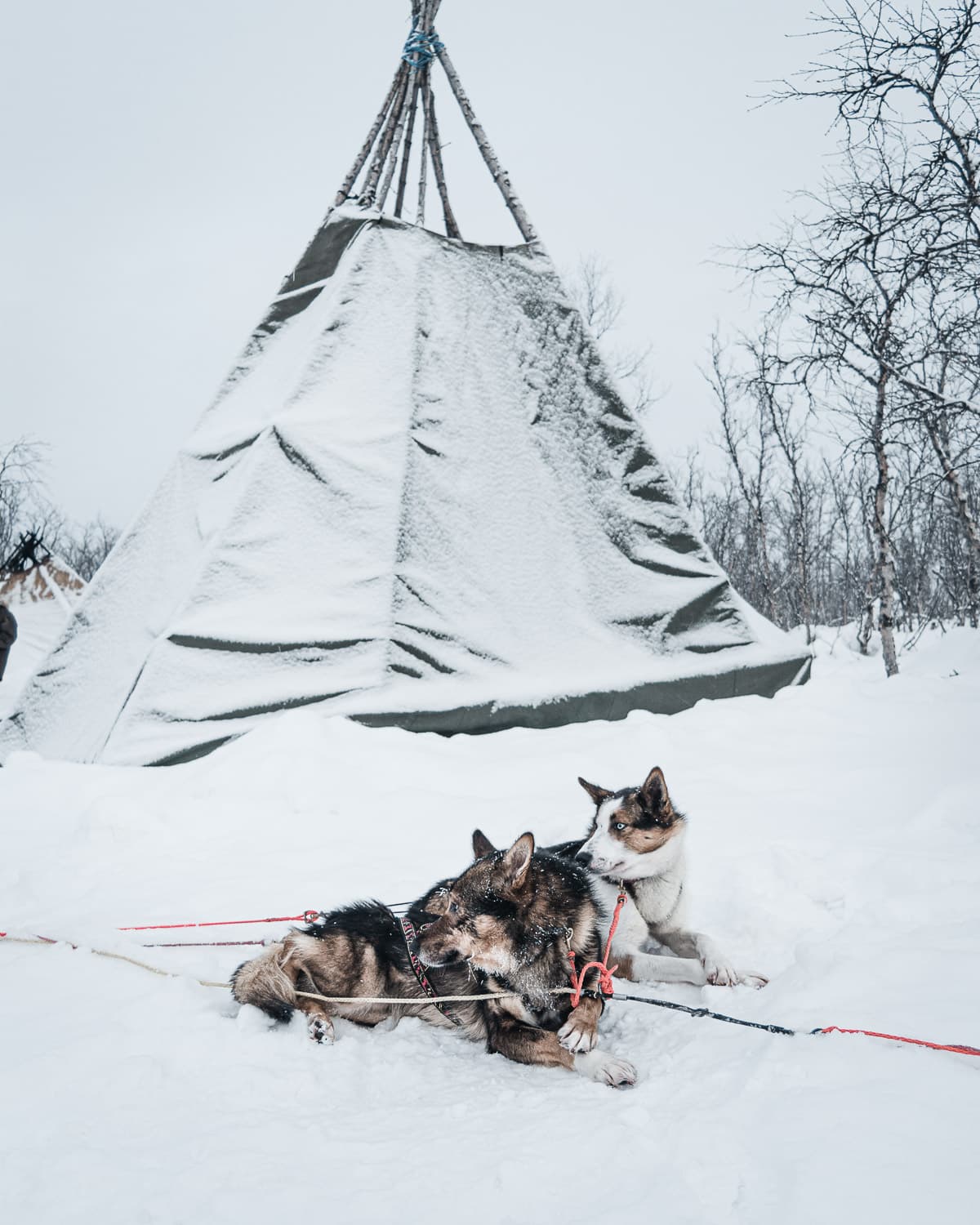 Dog Sledges Sweden Lapland — Javier Delabat