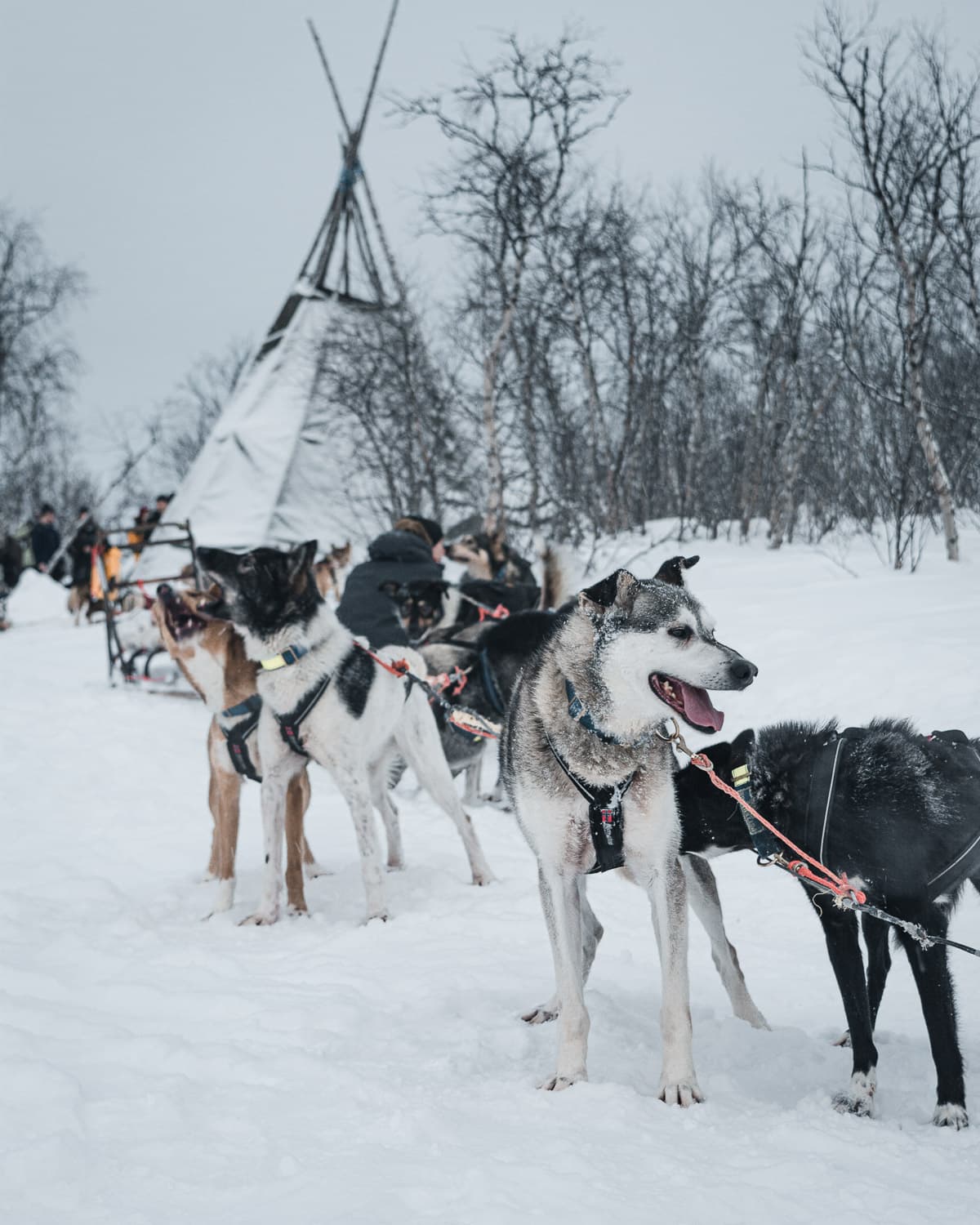 Dog Sledges Sweden Lapland — Javier Delabat