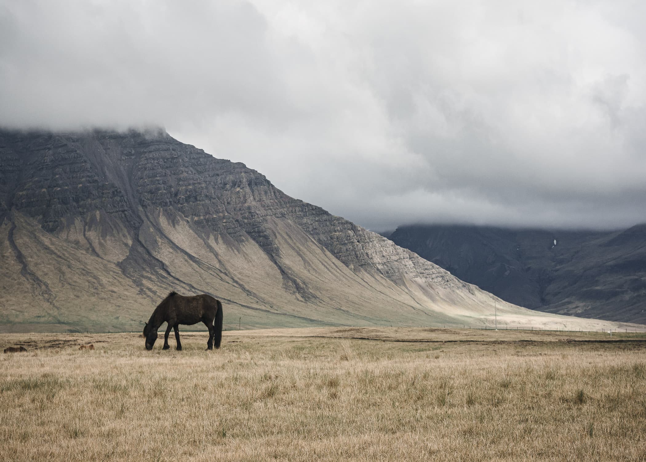 Snaefellsnes Peninsula Horses Iceland — Javier Delabat